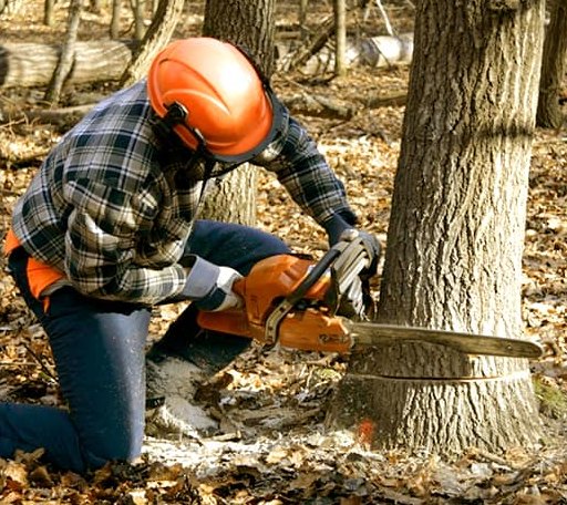 Tree Removal in Meally, KY